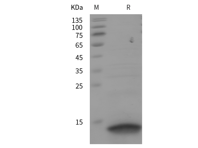 Валидация Elabscience PDEH100883(314)