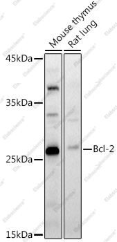Вестерн-блоттинг, Bcl-2, различные клеточные линии