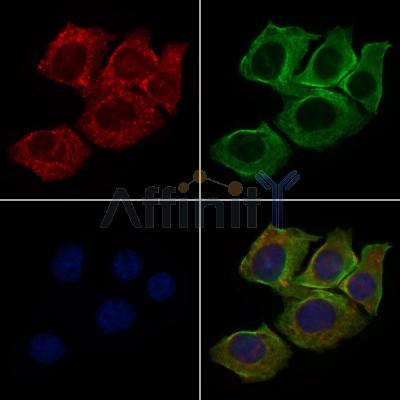 Валидация Affinity DF6210 - 17479