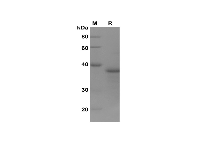 Валидация Elabscience PDEH100630(142)