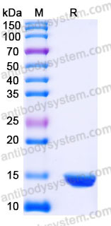 AHC20501, SDS-PAGE