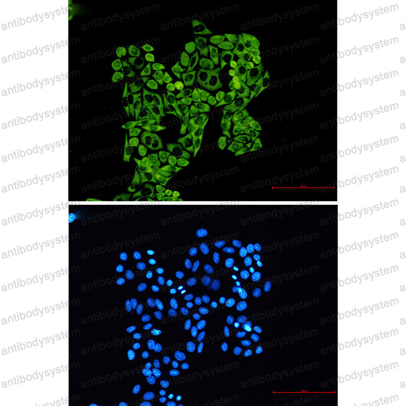 Валидация IF - AntibodySystem RHF48801
