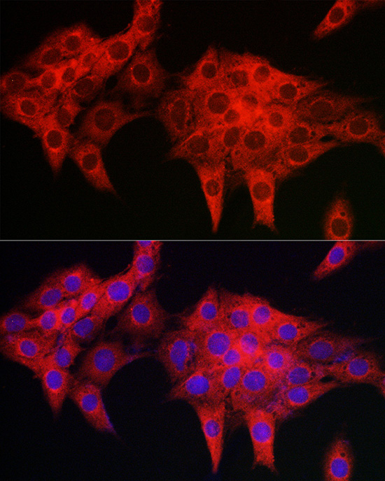 Валидация Elabscience E-AB-92248