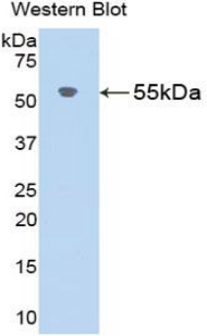 39801