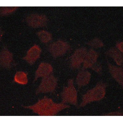 Валидация Affinity AF6168 - 3388