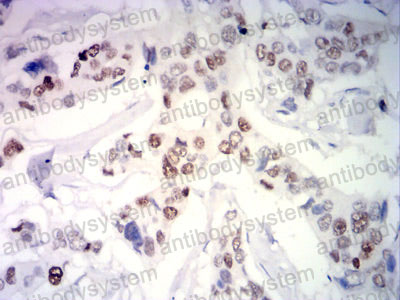 Валидация AntibodySystem RHC20003 (751)