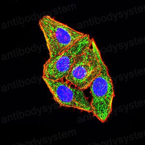 Валидация IF - AntibodySystem RHD23402