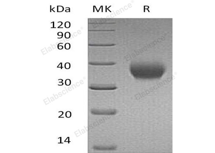 Валидация Elabscience PKSH032571(3022)