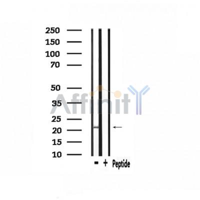 Валидация Affinity AF9070 - 4829
