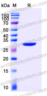 YHD97602, SDS-PAGE