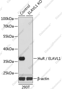 Вестерн-блоттинг, HuR/ELAVL1, клетки 293T