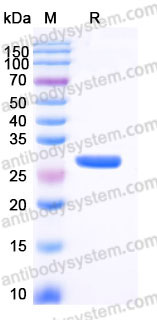 YHB32402, SDS-PAGE