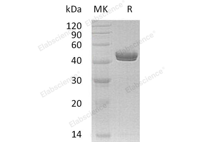 Валидация Elabscience PKSH032792(3211)