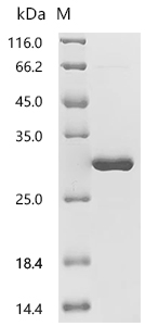 SDS-PAGE