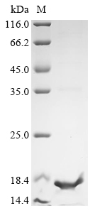 SDS-PAGE