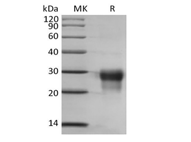 Валидация Elabscience PKSH033937(4167)