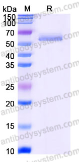 EHE19901, SDS-PAGE