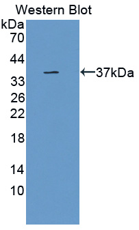57139