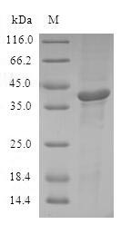 SDS-PAGE
