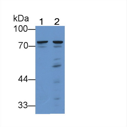 12056