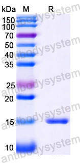 Валидация SDS-PAGE - AntibodySystem RHJ90203