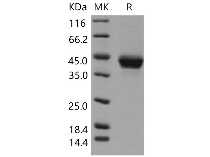 Валидация Elabscience PKSM040540(4530)