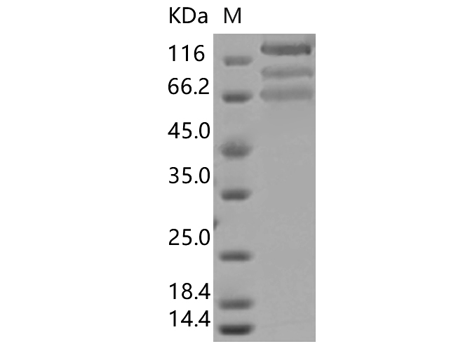 Валидация Elabscience PKSV030392(6126)