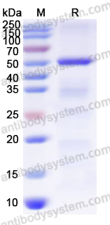 Валидация AntibodySystem YHJ72701