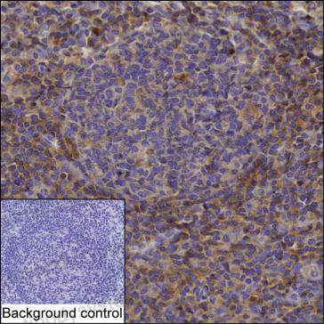 Валидация AntibodySystem RHC17707