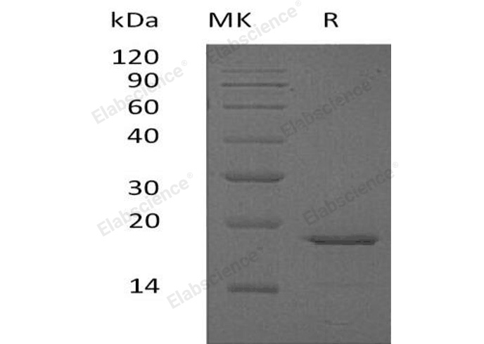 Валидация Elabscience PKSH032491(2958)