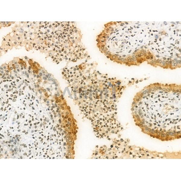 Валидация Affinity AF3823 - 2048