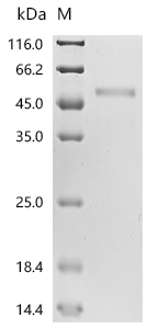 SDS-PAGE
