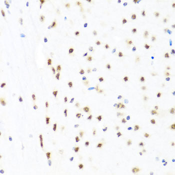 A0677, иммуногистохимия, мозг мыши (852)