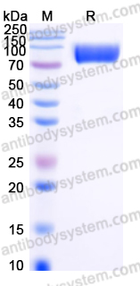 AHE16603, SDS-PAGE