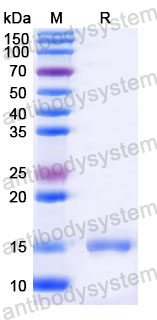 Валидация SDS-PAGE - AntibodySystem RHD72501