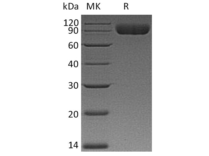 Валидация Elabscience PKSH033524(3826)