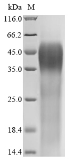 SDS-PAGE