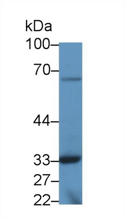 9297