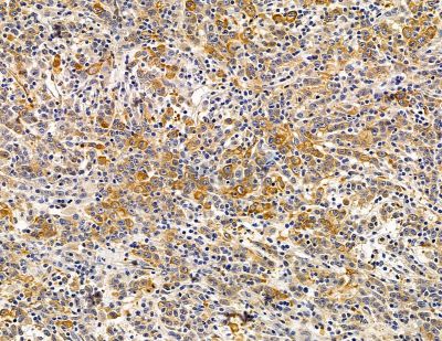 Валидация Affinity DF14836 - 10958