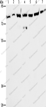 Вестерн-блоттинг, PKC epsilon, клетки A172, K562, 231, A549, HeLa, HepG2 и ткань мозга мыши