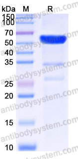 YHH89901, SDS-PAGE