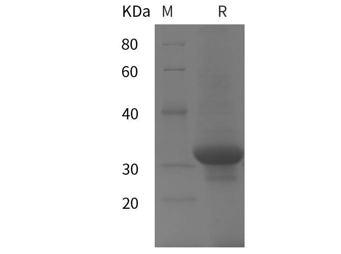 Валидация Elabscience PDEH100795(235)