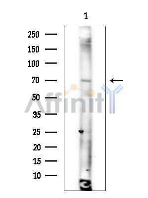Валидация Affinity DF14427 - 10376