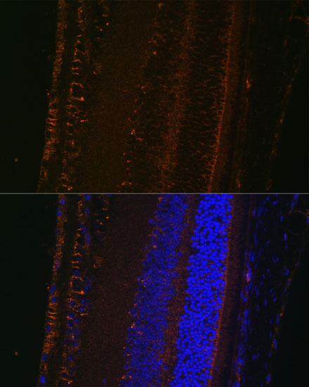 Валидация Elabscience E-AB-63293