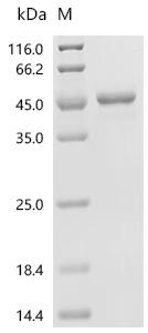 SDS-PAGE