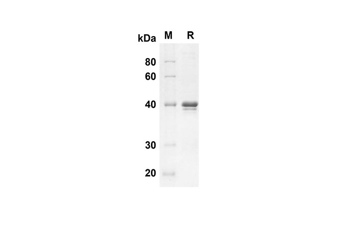 Валидация Elabscience PDEH100523(39)