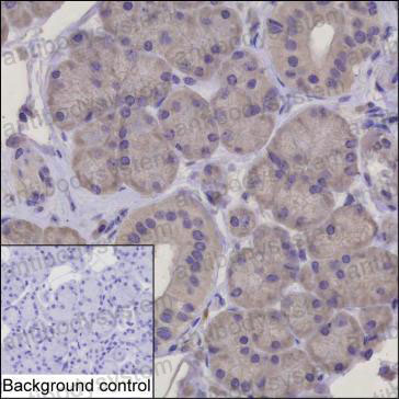 Валидация AntibodySystem RHC91904