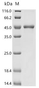 SDS-PAGE