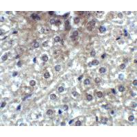 Валидация AssayVector ARM2376(4161)