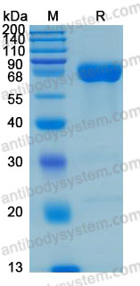 Валидация AntibodySystem AHD37501